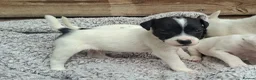 Jack Russell dogs for sale: Outstanding Jack Russel puppies - Advert 7