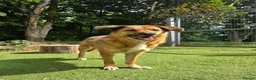 Mixed Breed dogs for adoption: Aladdin needs a loving home - Advert 10