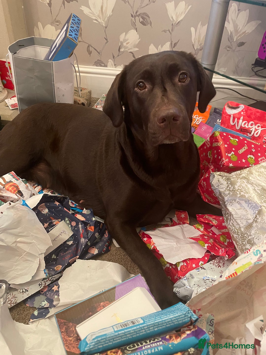 Labrador Retriever dogs for sale: Chocolate Labrador Puppies For Sale - Advert 3