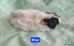 Guinea Pig rodents for sale: 5 Beautiful Baby Guinea pigs for sale  - Image 6