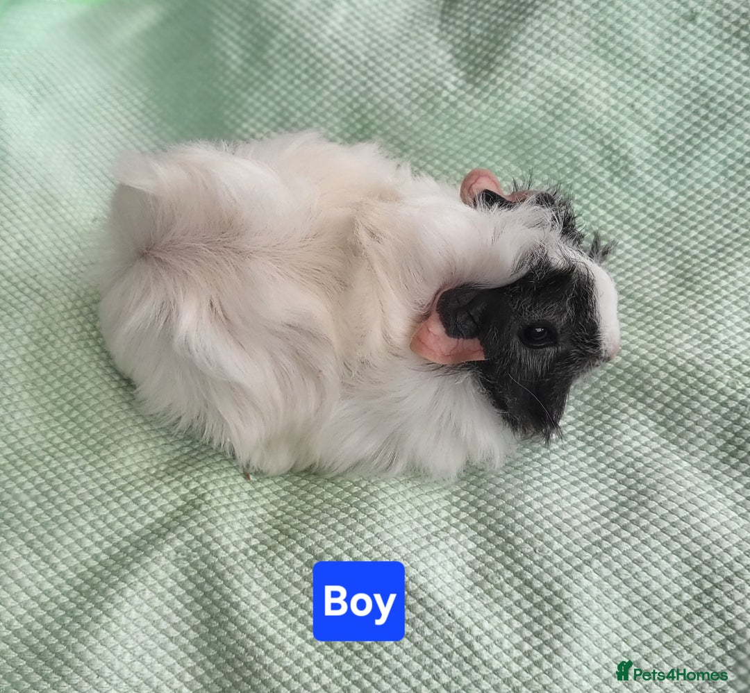 Guinea Pig rodents for sale: 5 Beautiful Baby Guinea pigs for sale  - Image 6