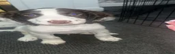 English Springer Spaniel dogs for sale: English springer spaniel boy puppy  in Coventry - Advert 5