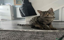 Maine Coon cats for sale: Half Maine Coon  - Advert 2