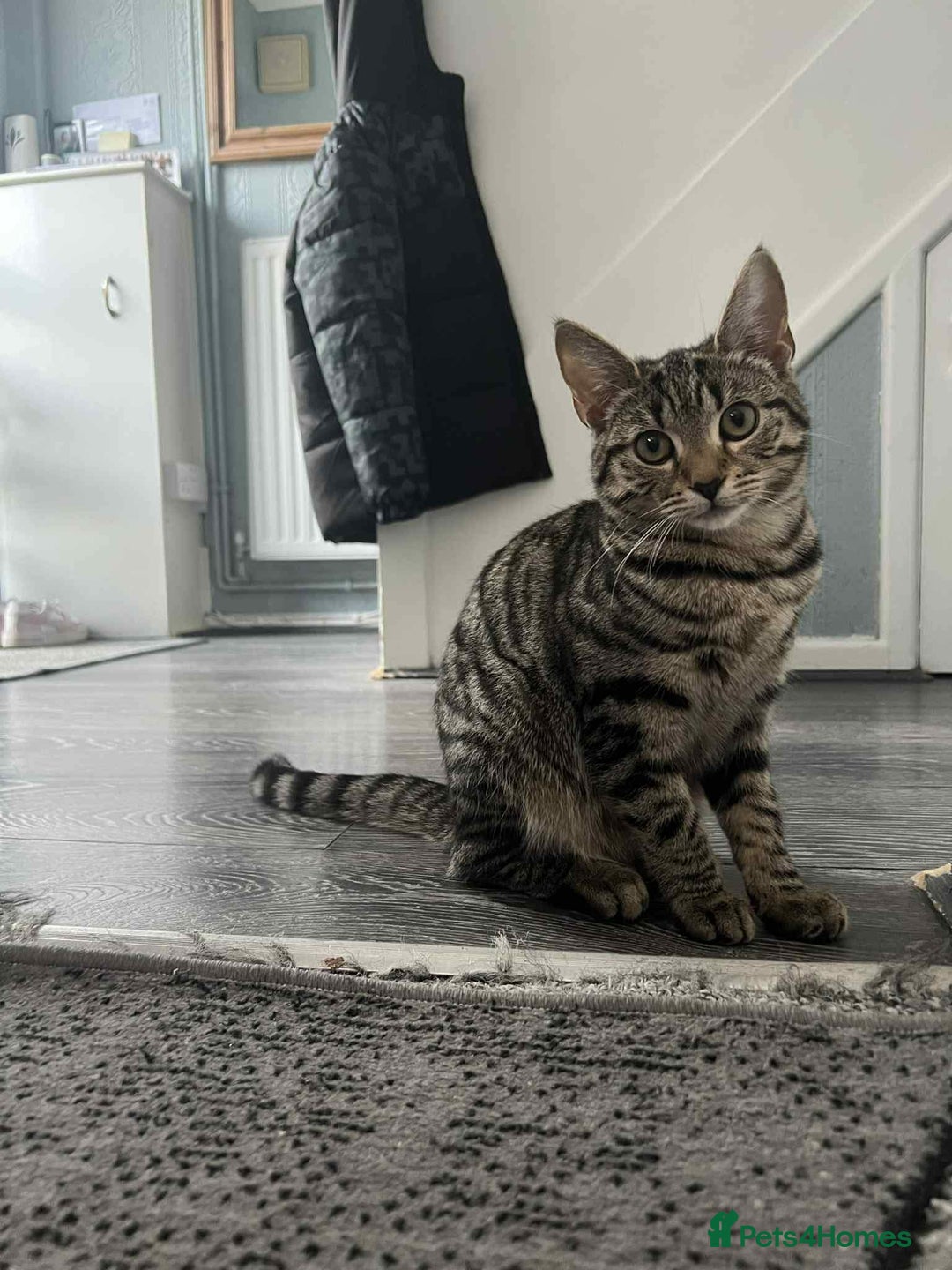 Maine Coon cats for sale: Half Maine Coon  - Advert 2