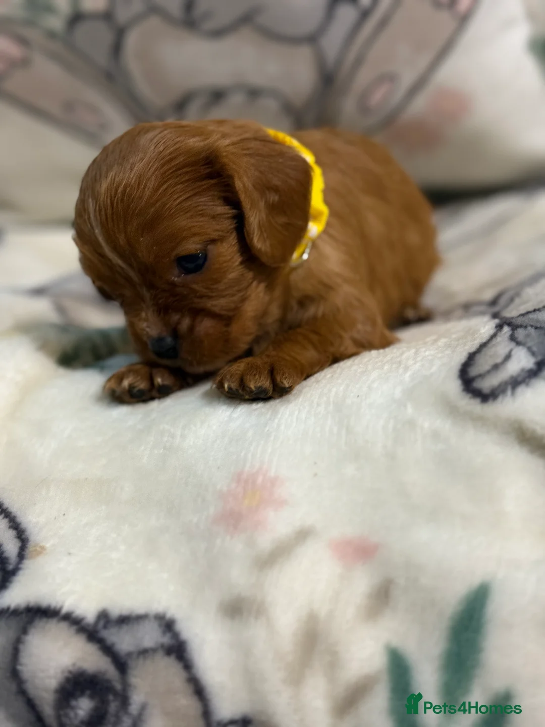 Cavalier King Charles Spaniel dogs for sale: Stunning DNA clear male cavalier pups now - Advert 12