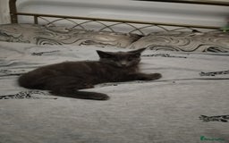 Russian Blue cats for sale: Russian blue Purebred kittens in Peterborough - Image 12