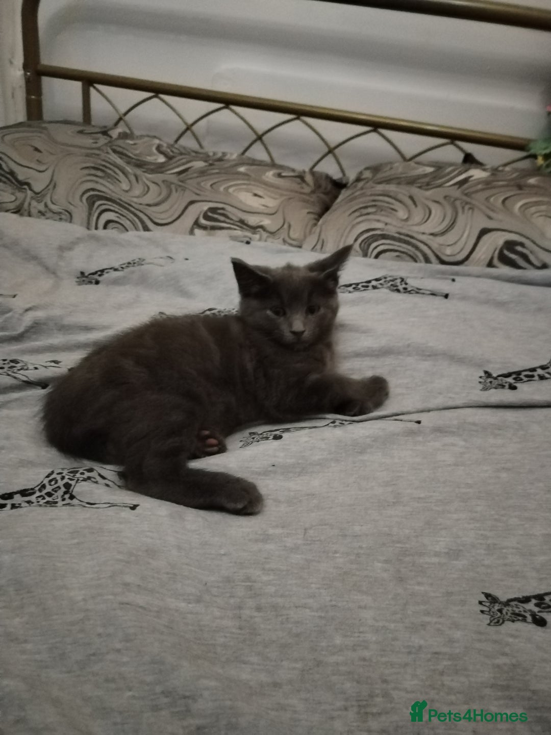 Russian Blue cats for sale: Russian blue Purebred kittens in Peterborough - Image 12