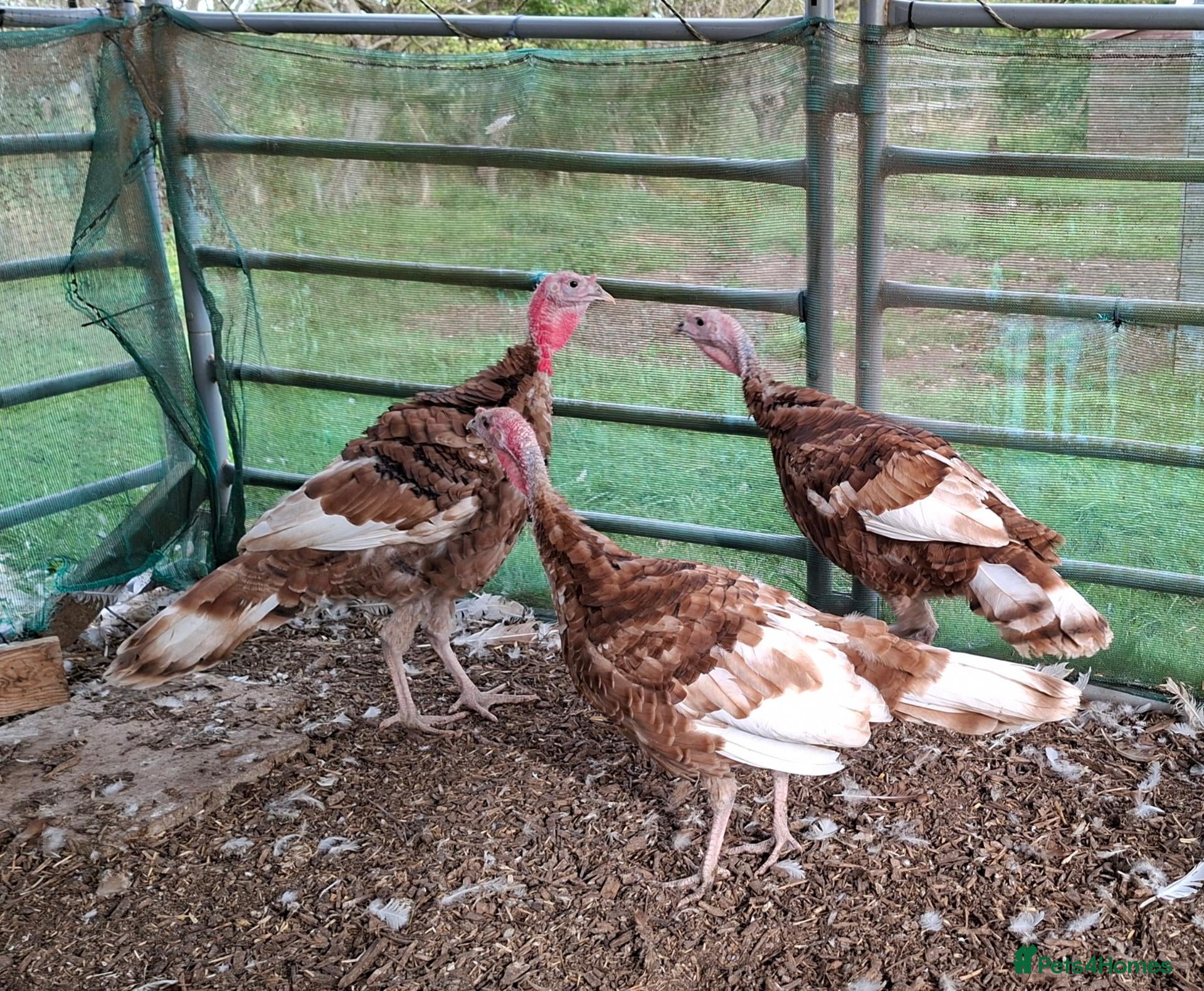 Turkeys poultry Bourbon Red Turkeys Stags - Advert 2