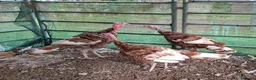 Turkeys poultry for sale: Bourbon Red Turkeys Stags - Advert 2
