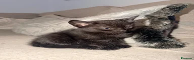 Domestic Shorthair 1