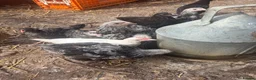 Mixed Breed birds for sale: Mixed of chickens  - Advert 1
