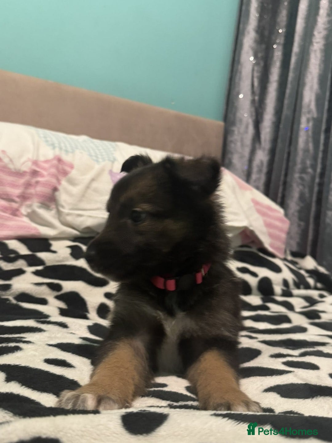 Shepsky dogs for sale: Shepski pups - Advert 11