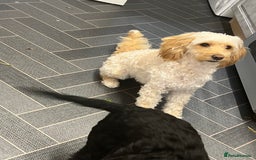 Cockapoo dogs for sale: New home needed for Priya  - Image 7