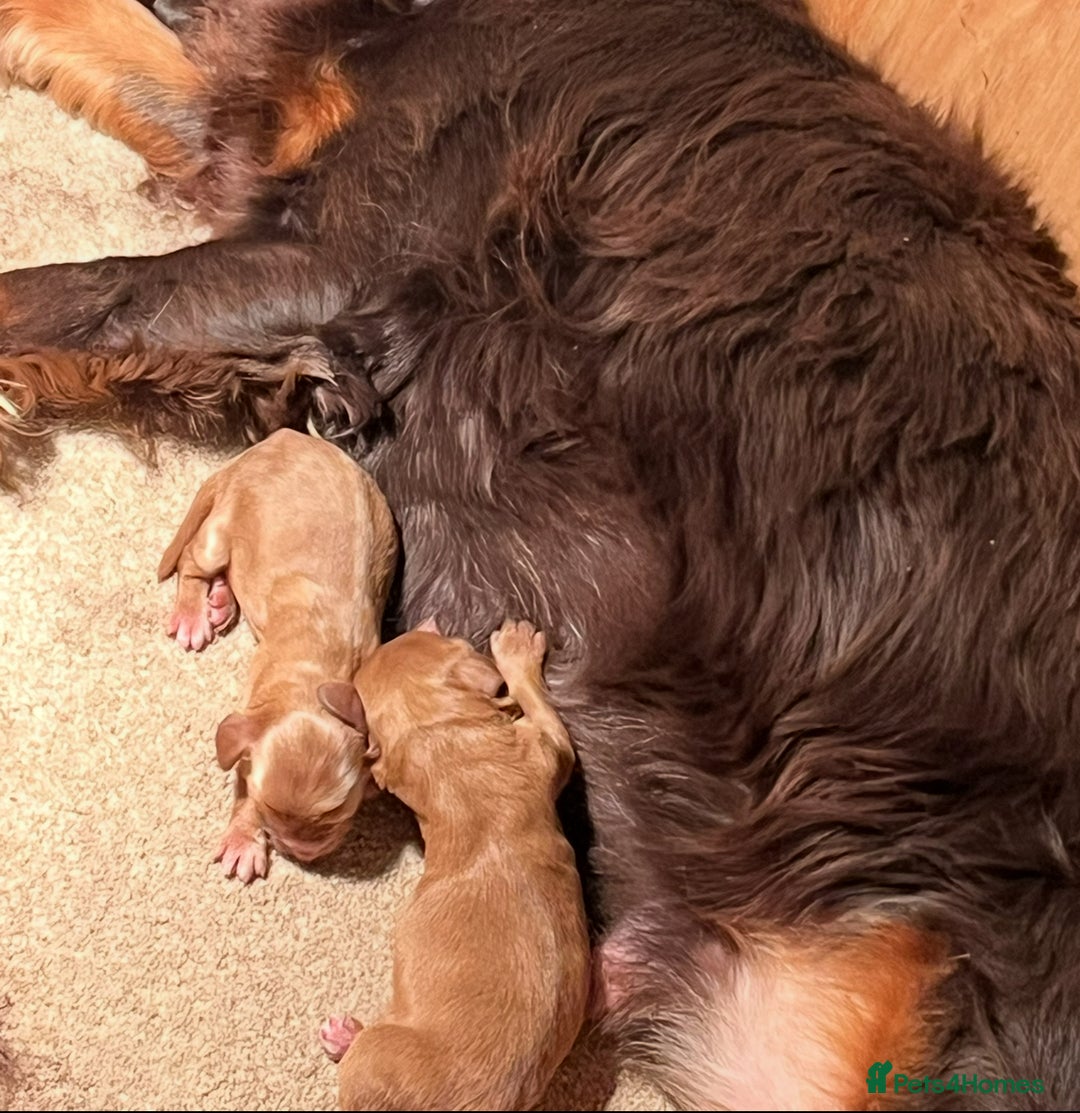 Cockapoo dogs for sale: 8 gorgeous Cockapoos  - Image 13