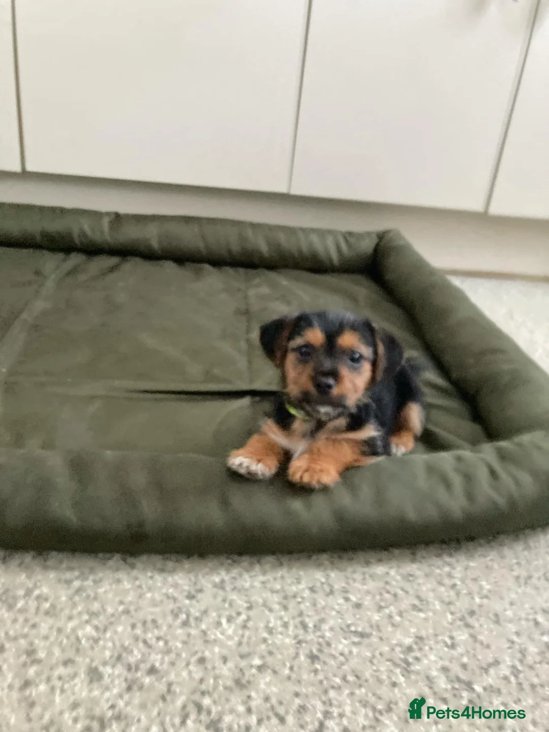 Jack Russell dogs for sale: Jack Russell  - Advert 4