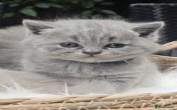 British Shorthair cats for sale: Show Quality Champions British Shorthair GCCF - Image 10