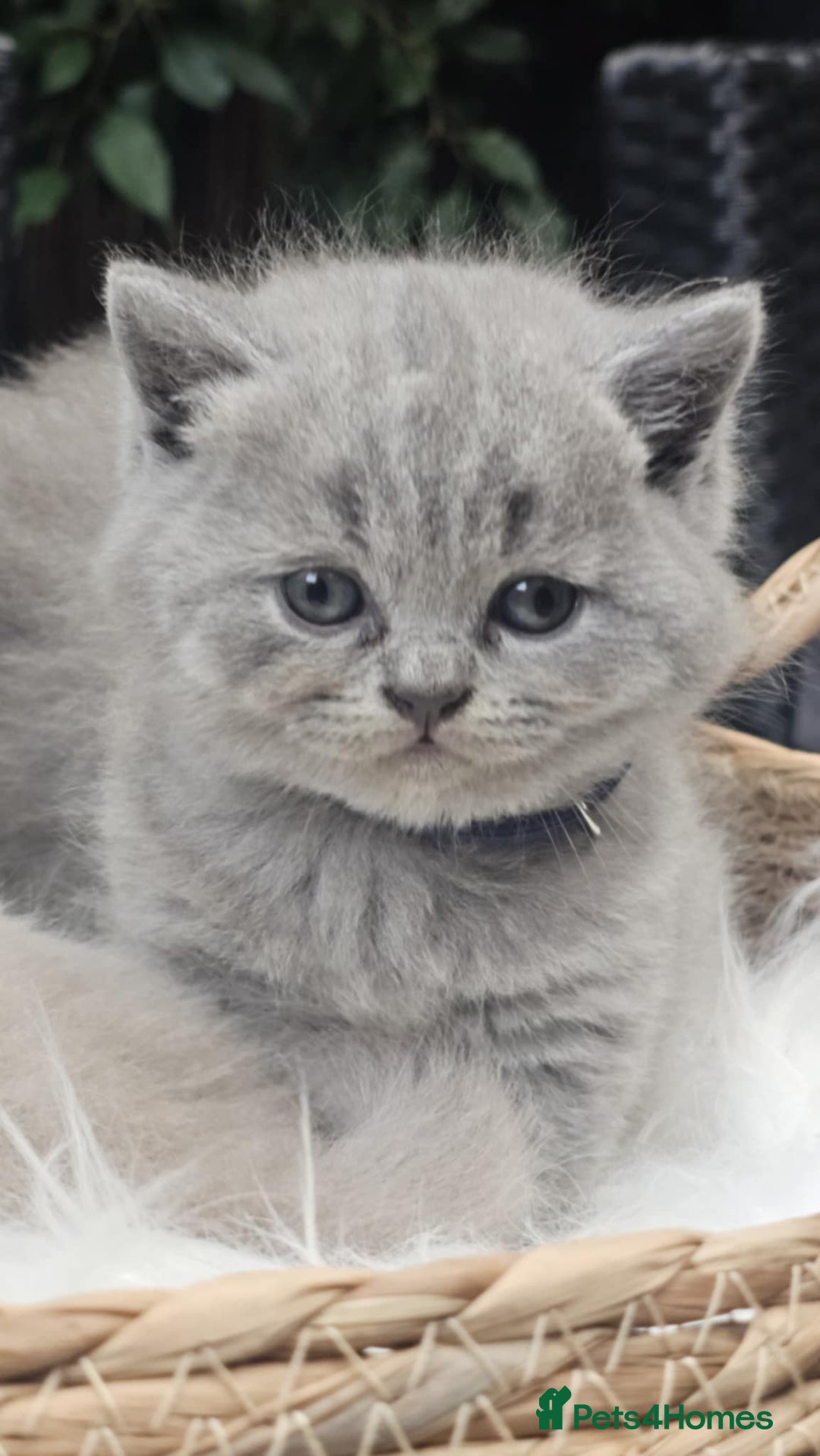 British Shorthair cats for sale: Show Quality Champions British Shorthair GCCF - Image 10