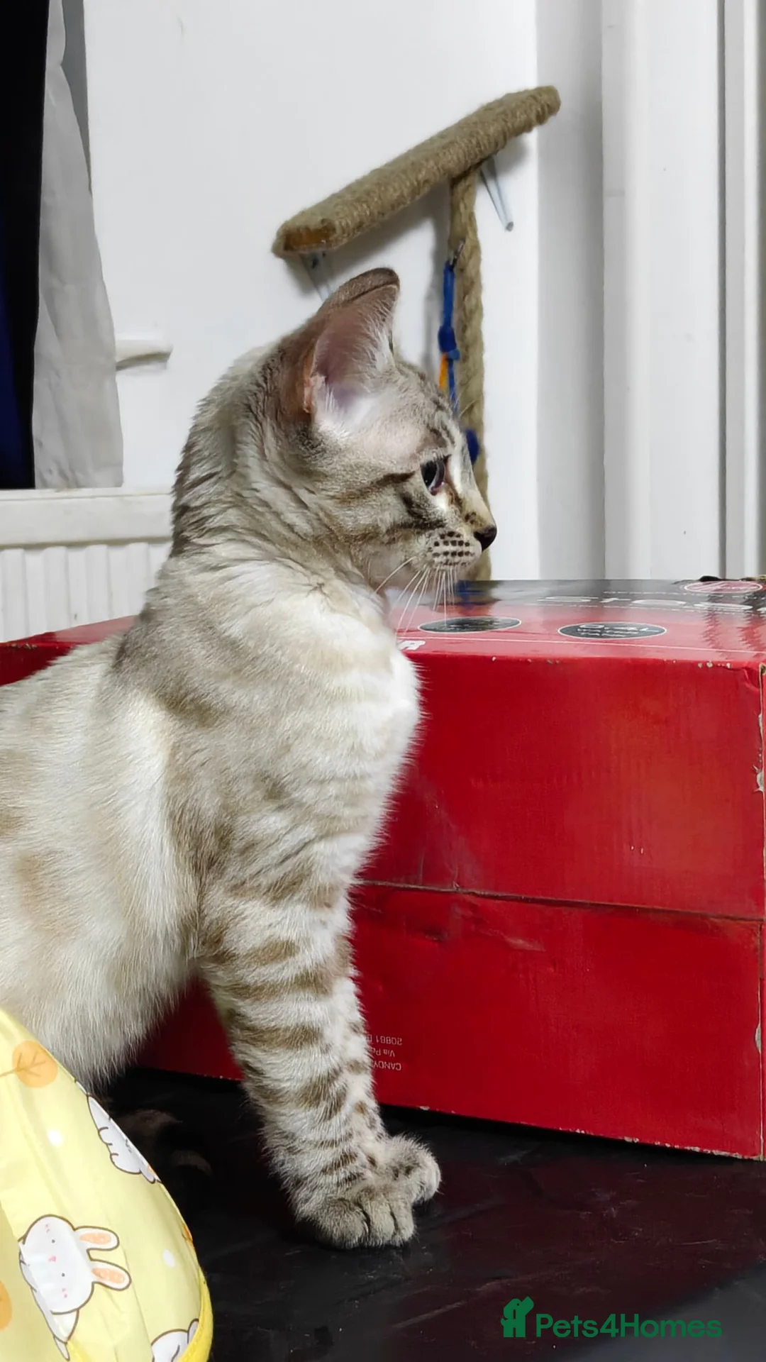 Bengal cats for sale: Gorgeous snow Bengal boy - Advert 2
