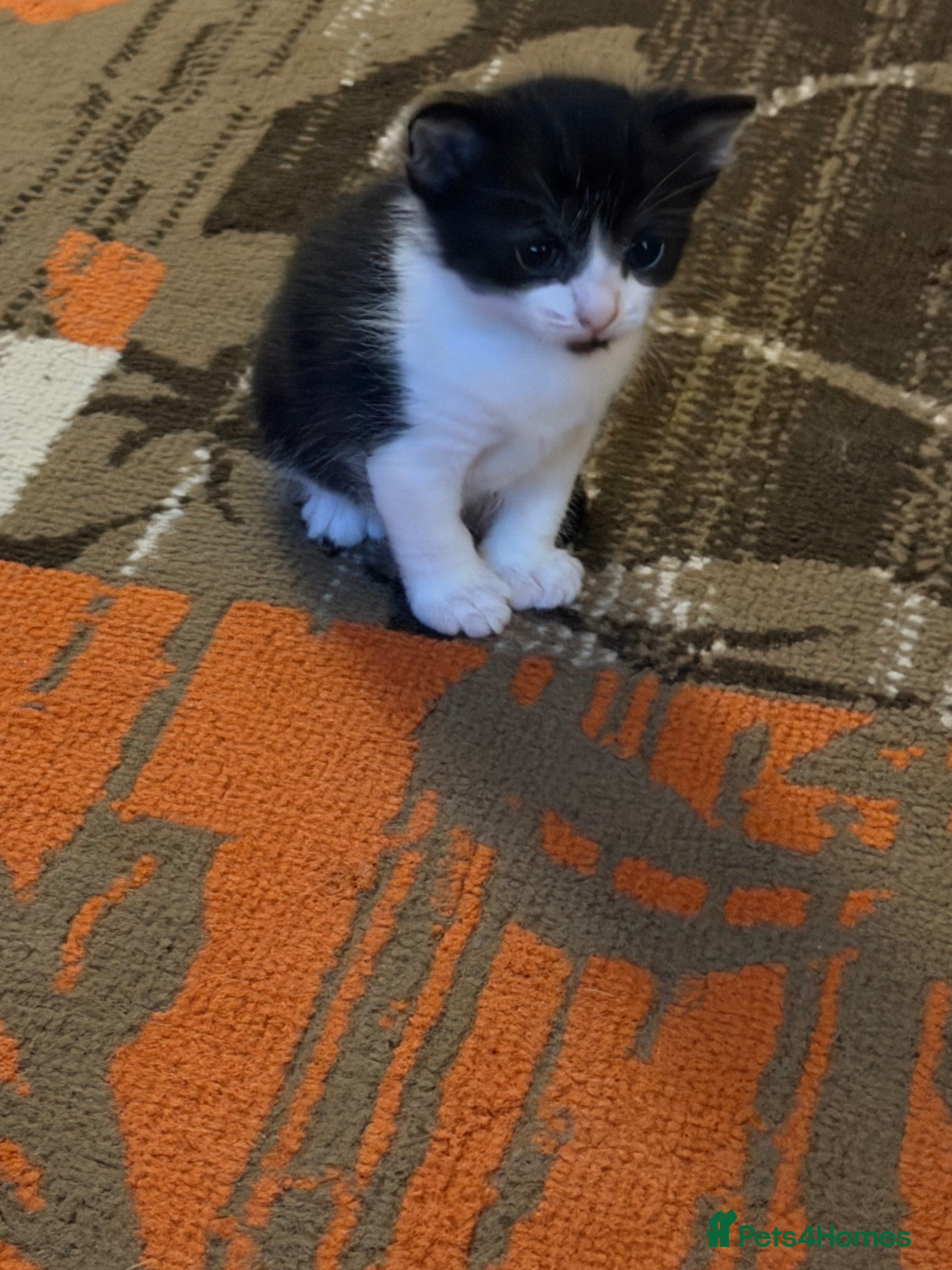 Mixed Breed cats for sale: Kittens for sale  - Advert 2