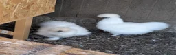 Chickens poultry for sale: White Silkies pullets - Advert 3