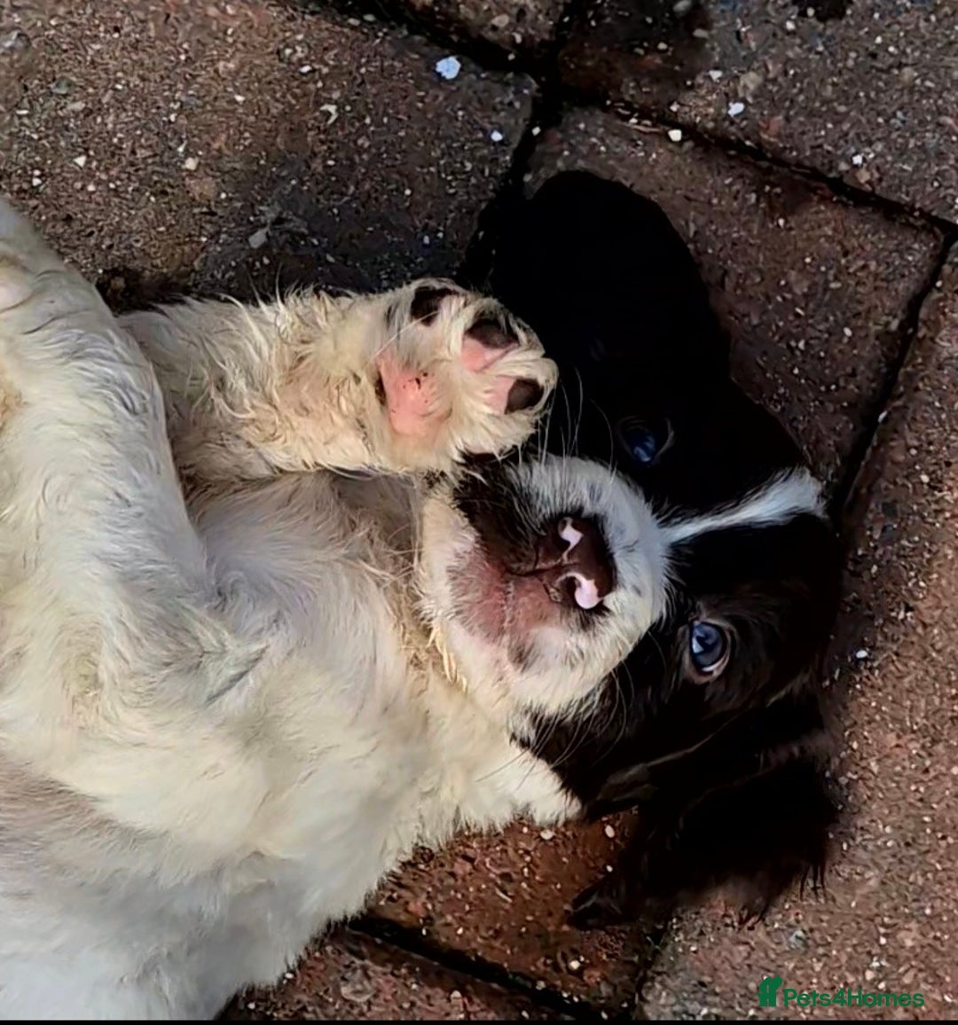 Sprocker dogs for sale: Beautiful sprocker pups  - Image 1
