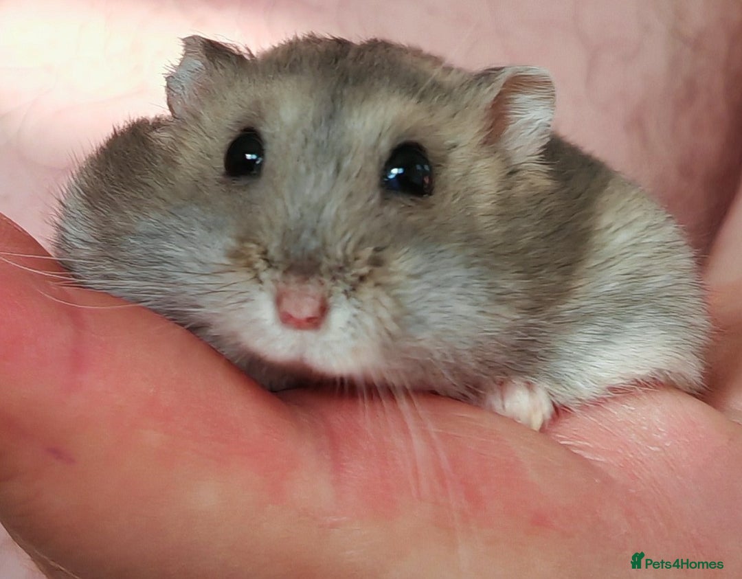 Hamster rodents for sale: Rehoming one female Russian Dwarf - Image 2