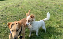 Mixed Breed dogs for sale: 🐾 Loving Homes Wanted for Two Puppies & Dad 🐾 - Image 4