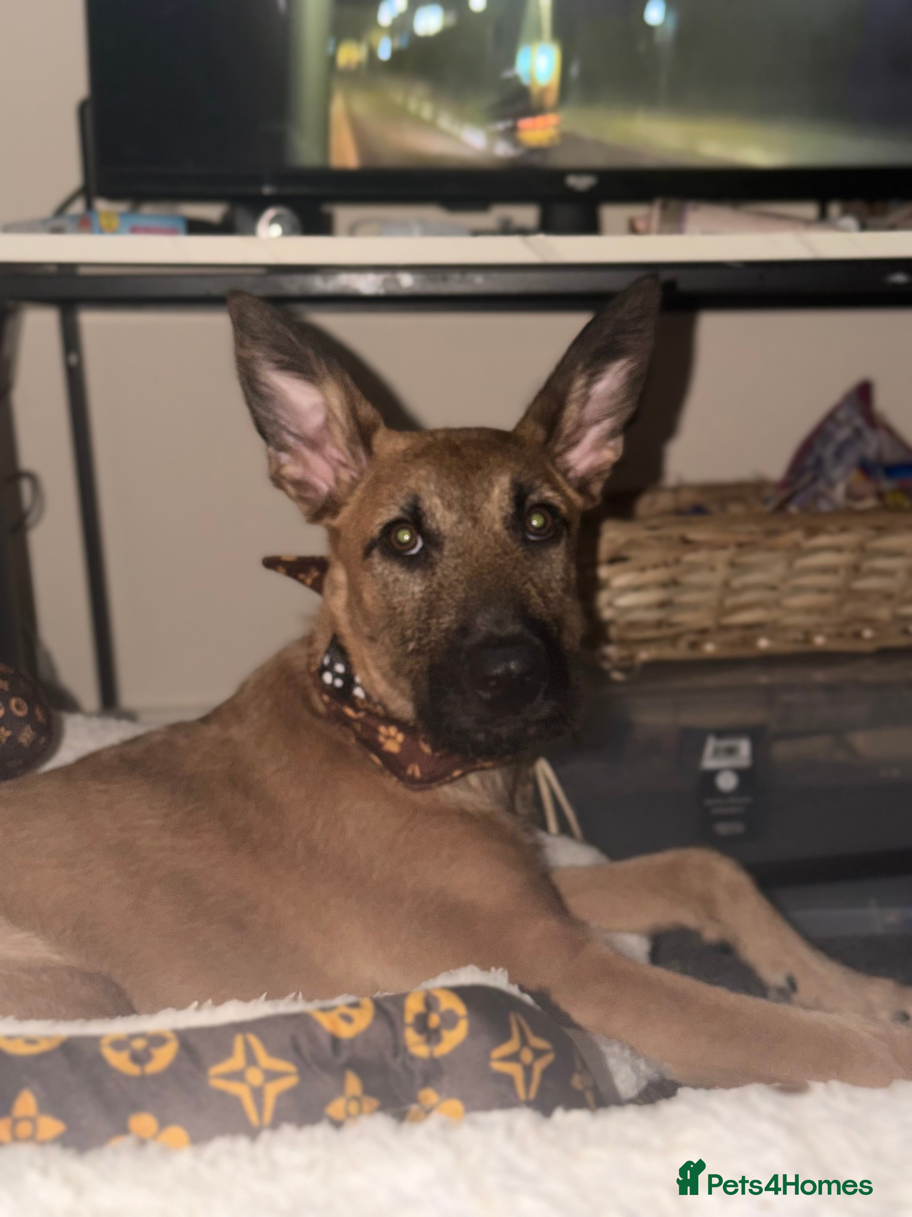 Mixed Breed dogs GIZMO | PUPPY | GERMAN SHEPARD X LURCHER in Scunthorpe - Advert 1