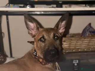 Mixed Breed dogs GIZMO | PUPPY | GERMAN SHEPARD X LURCHER in Scunthorpe - Advert 1