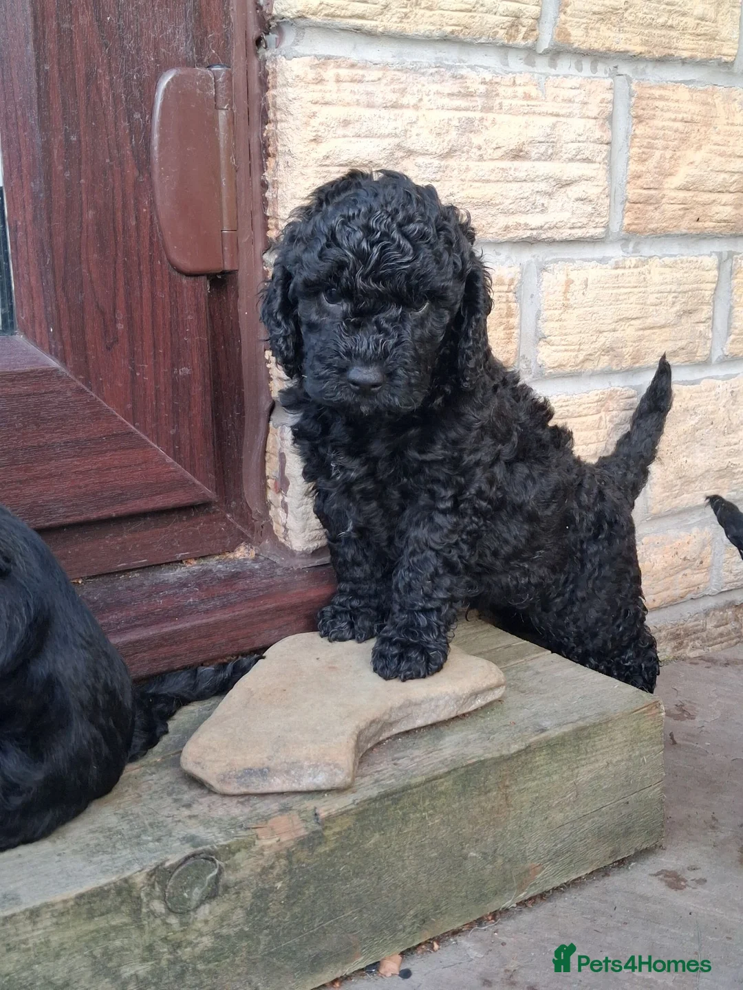 Cockapoo dogs for sale: F2 Cockapoo **1 Male left** - Advert 2
