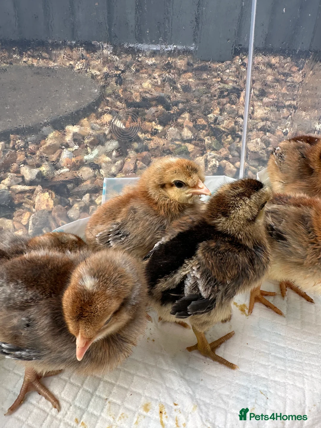 Chickens poultry for sale: Cream Legbar Chicks for Sale – Auto Sexed - Advert 3