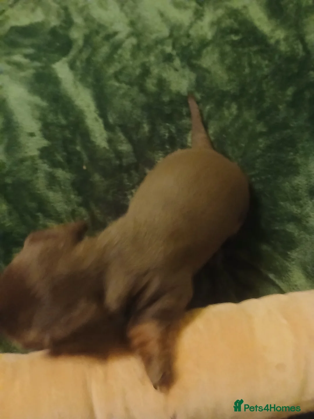 Miniature Dachshund dogs for sale:  Beautiful mini  dachshund  puppy - Advert 5