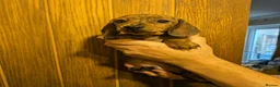 Miniature Dachshund dogs for sale: Red brindle miniature smooth dachshunds  in Swindon - Advert 3