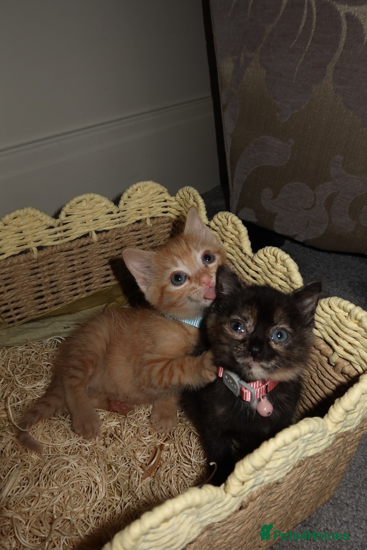 Mixed Breed cats Cute Bonded Twin Ginger & Calico kittens  - Advert 10