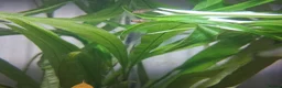 Platies fish for sale: Platy fry for sale in Rochester - Advert 1
