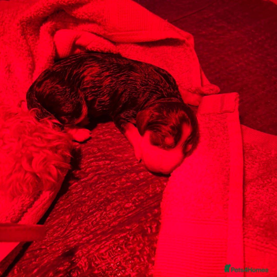 Australian Labradoodle dogs for sale: Fib Labradoodle puppies - Advert 3