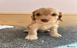 Cockapoo dogs for sale:  🐾F1 Cockapoo Puppies🐾READY NOW🐾 - Image 3