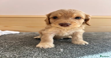 Cockapoo dogs - Advert 8