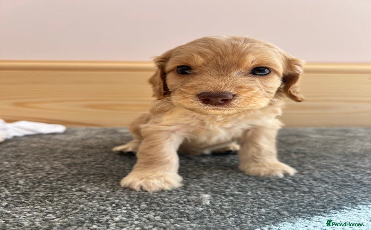 Cockapoo dogs - Advert 10