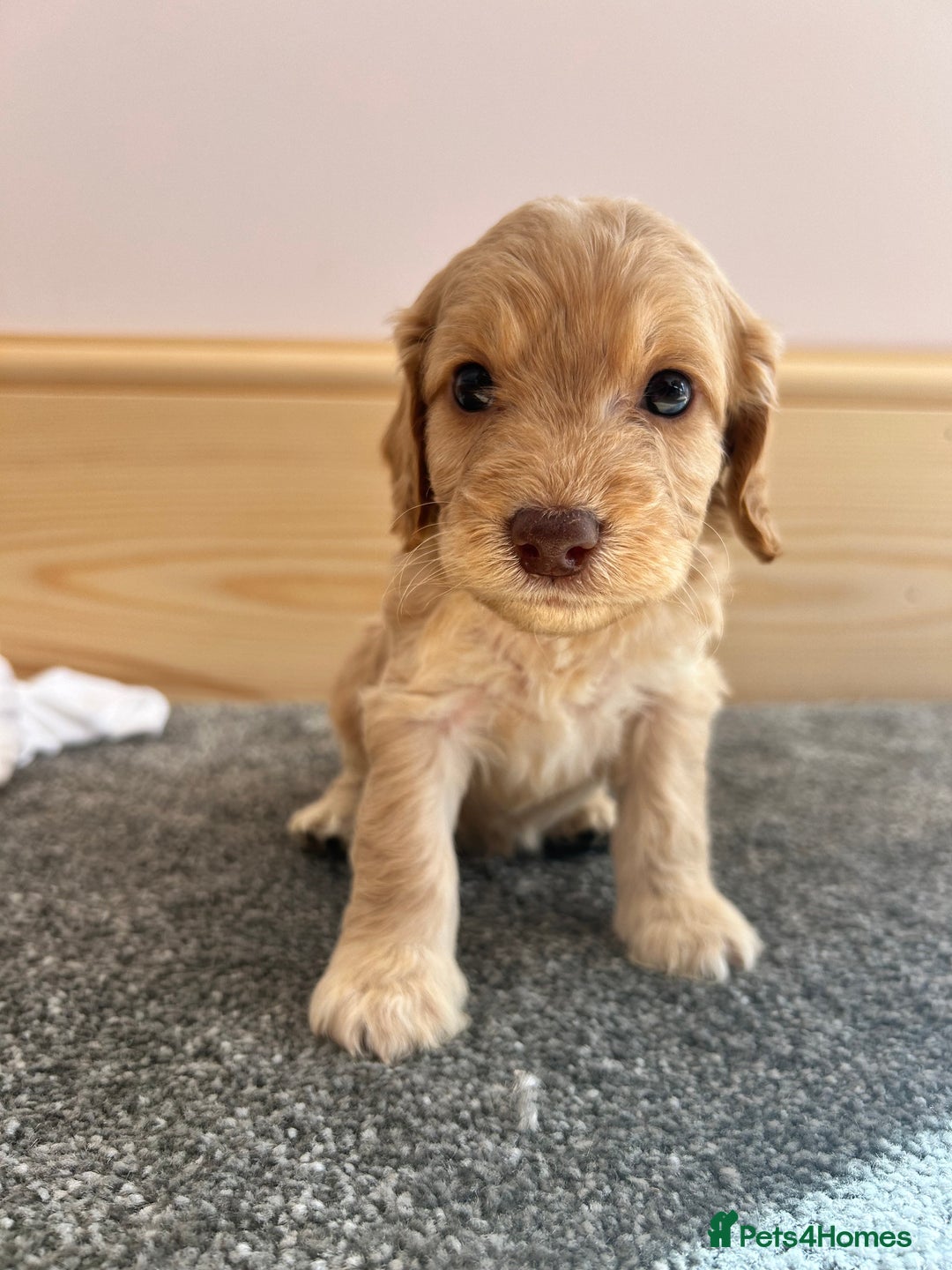 Cockapoo dogs for sale:  🐾F1 Cockapoo Puppies🐾READY NOW🐾 - Image 3