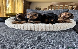 Dachshund dogs for sale: Miniature dachshund longhair puppies - Image 2