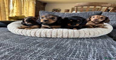 Dachshund dogs - Advert 9