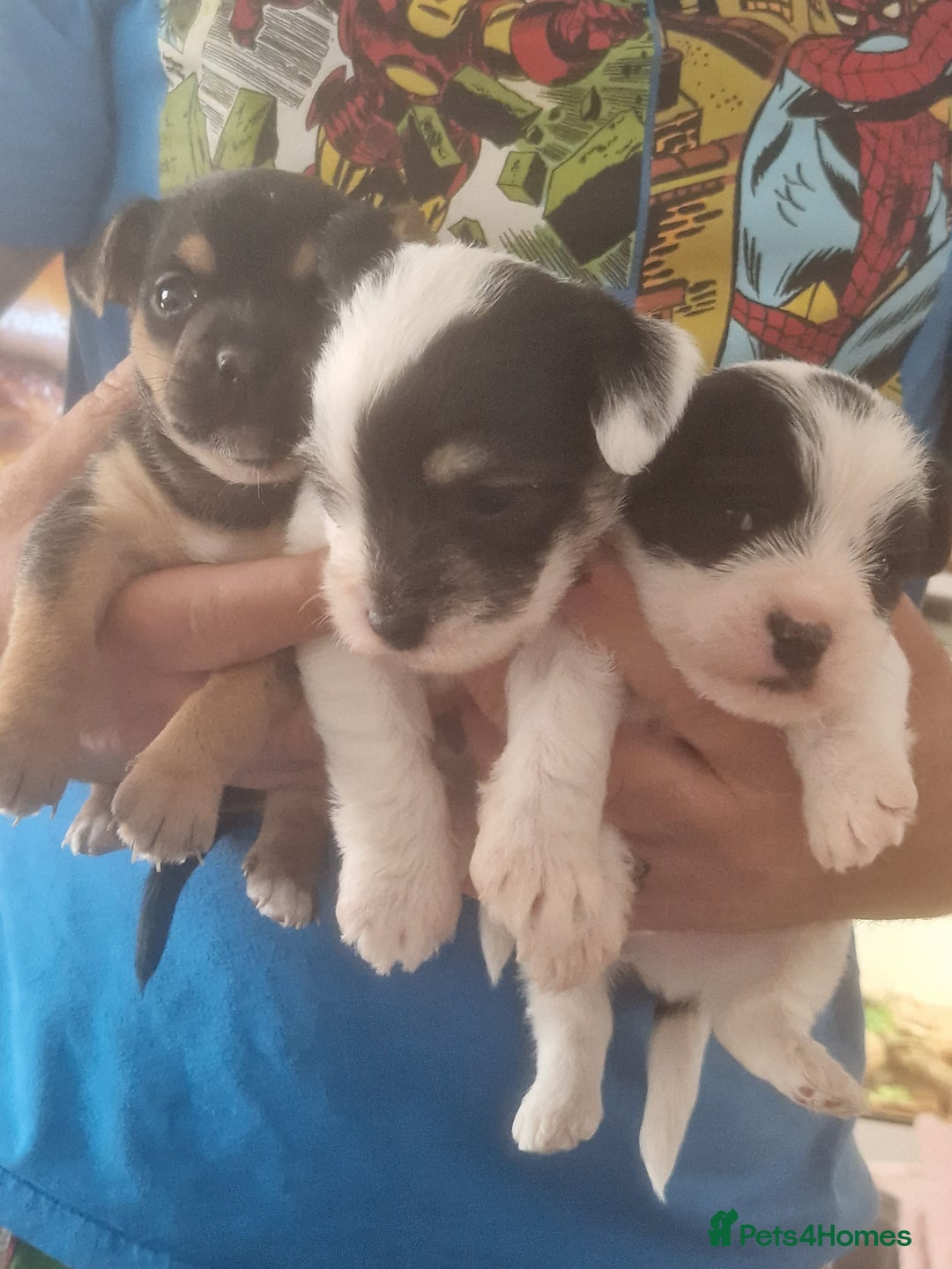 Chorkie dogs for sale: Beautiful litter - Image 7