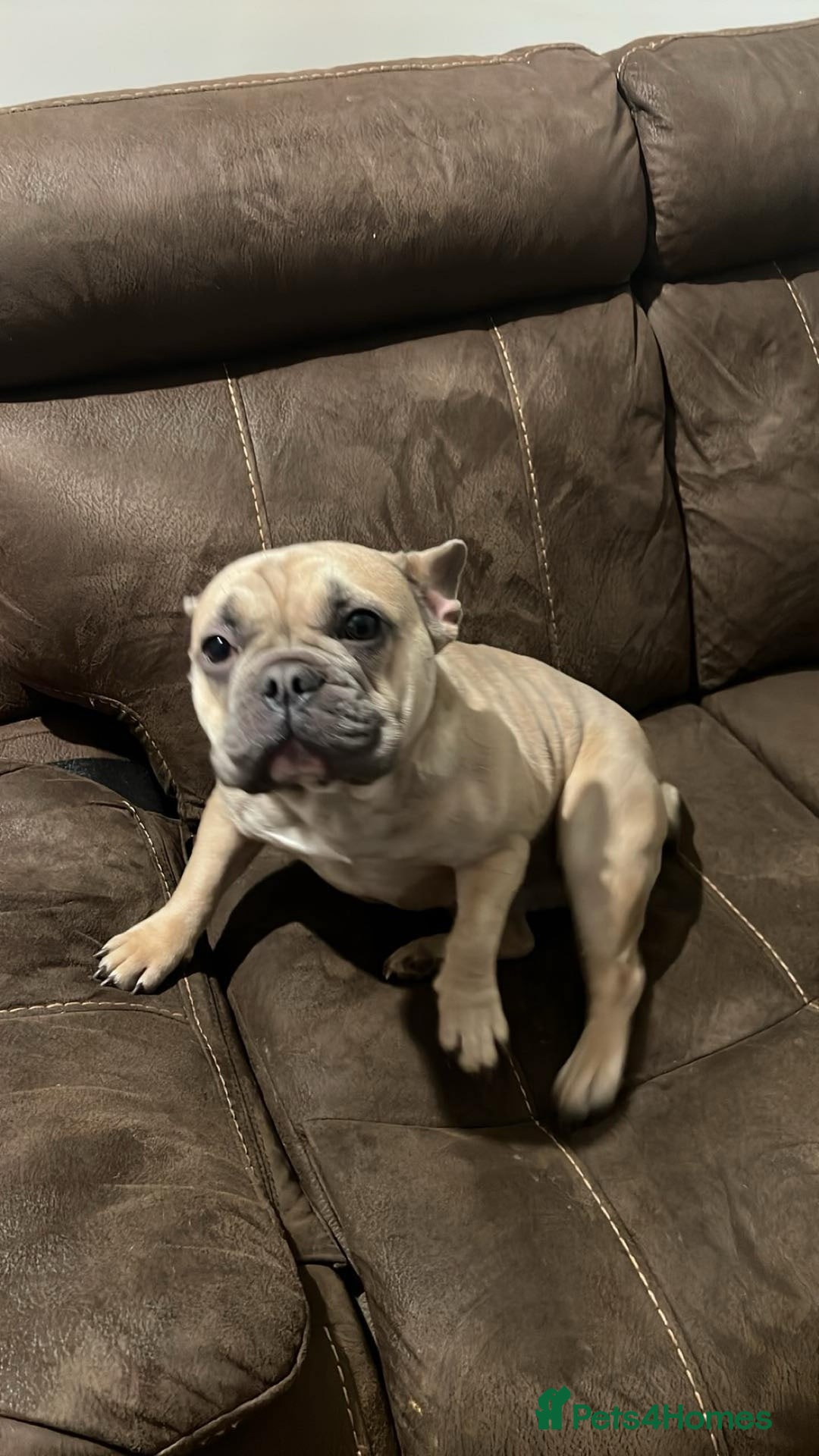 French Bulldog dogs for sale: French bulldog  - Advert 4