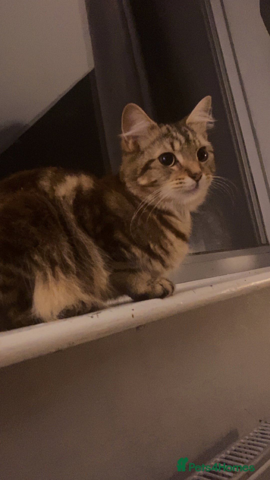 Maine Coon cats for sale: Main coon cross bengal  - Image 5