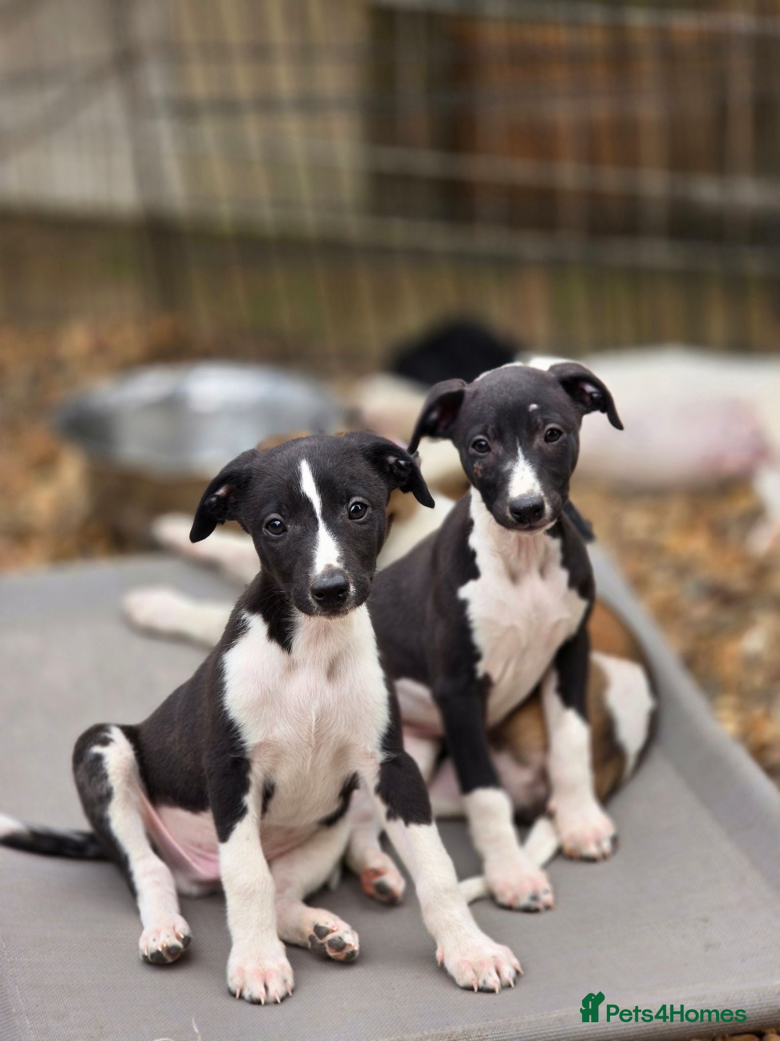 Whippet dogs Henry the kc reg whippet.  - Advert 6