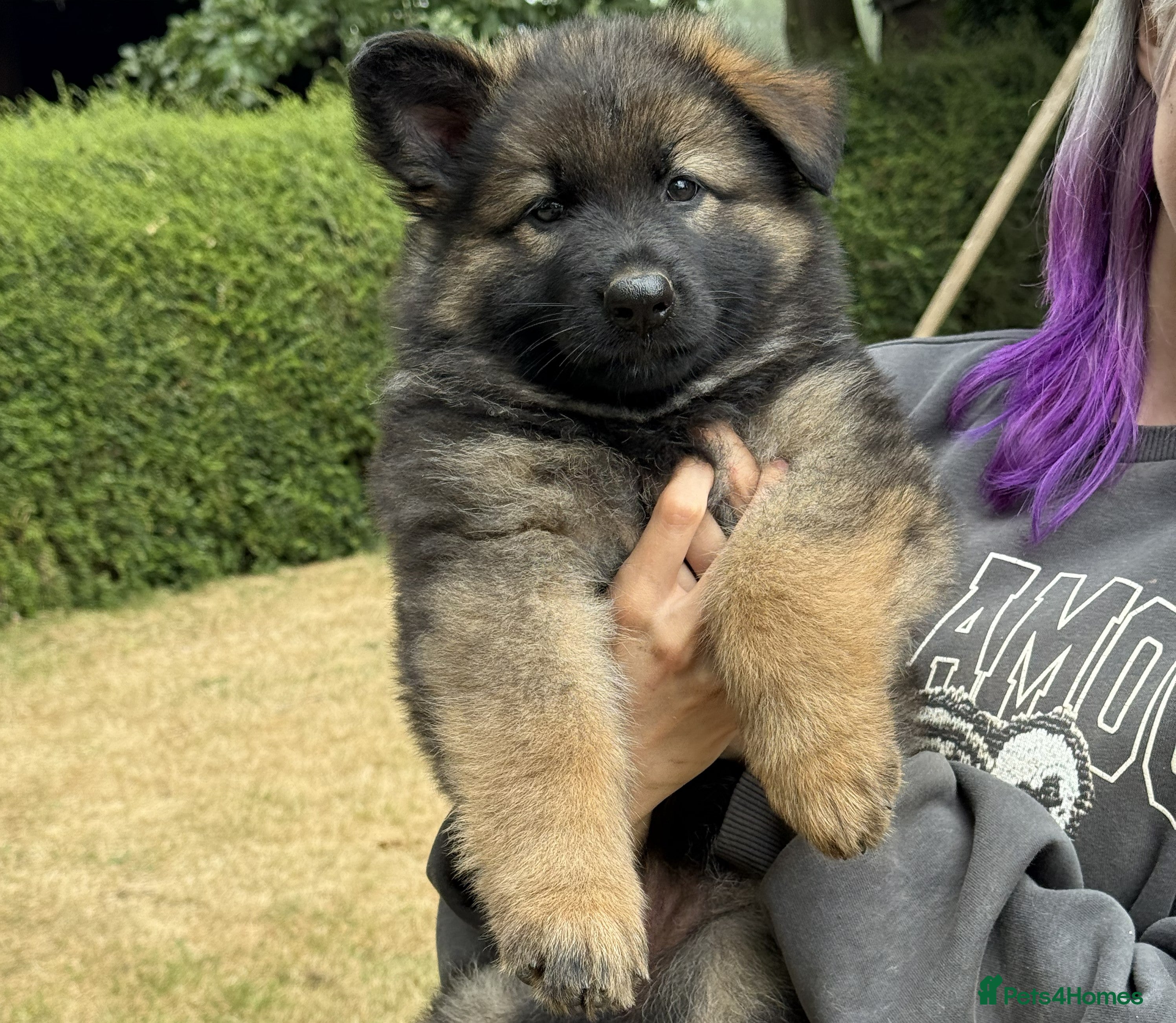 German Shepherd dogs Quality Longcoat Pups With Health tested Parents  - Advert 2