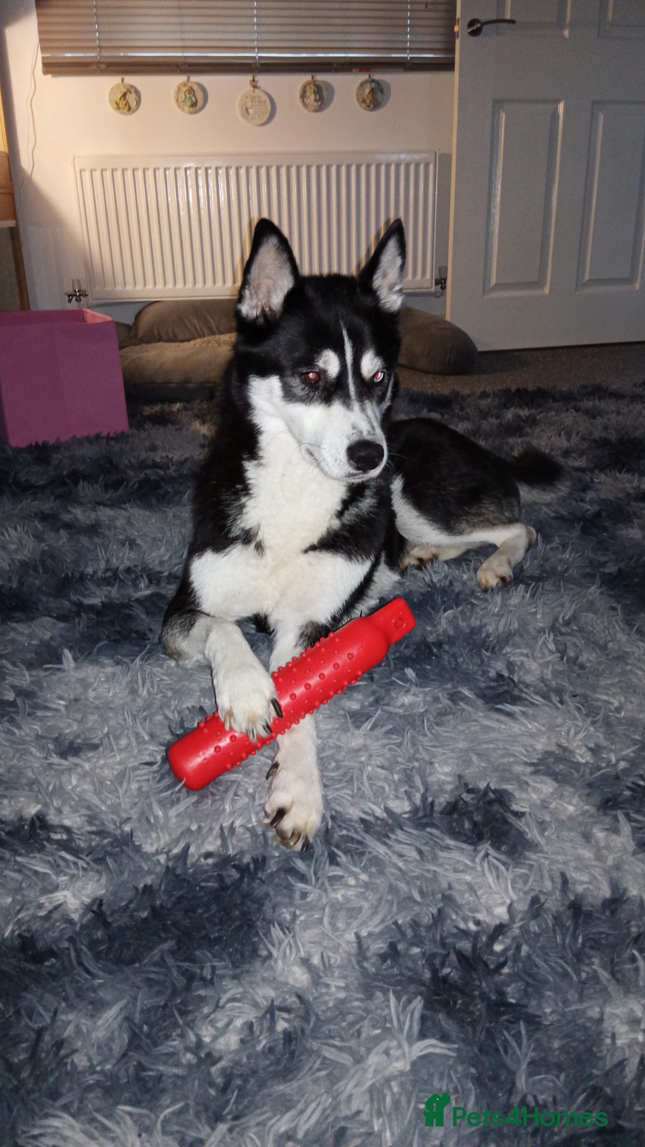 Siberian Husky dogs Female Siberian husky  - Advert 1