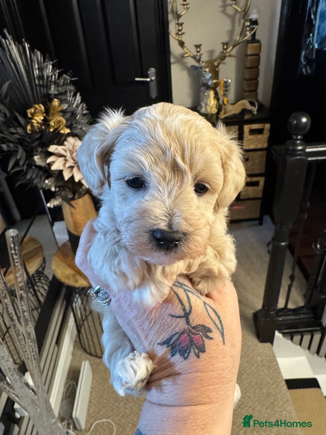Maltipoo dogs for sale: TEDDY BEAR MALTIPOO PUPPIES  - Image 4