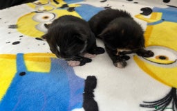 British Shorthair cats for sale: Kitten ready to leave 14th October  - Image 4